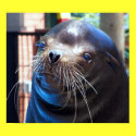 Sweet Sea Lion posters by Quiltstar Sweet Sea Lion posters