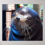 Sweet Sea Lion posters