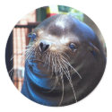 Sweet Sea Lion stickers by Quiltstar Sweet Sea Lion stickers