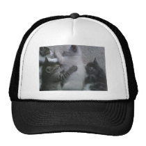 Sweet Sleeping KITTAYS_FOUR hats