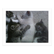 Sweet Sleeping KITTAYS_FOUR postcards