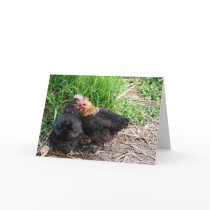 Sweet Snuggling Chickens Photography Custom Card