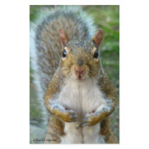 Sweet Squirrel Face stationery by birdersue Sweet Squirrel Face stationery