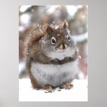 Sweet Squirrel posters