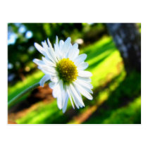 Sweet Summer Daisy postcards