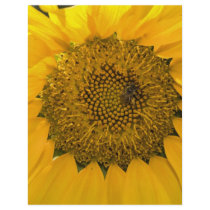 Sweet Sun flyers
