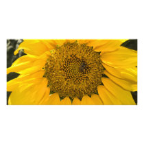 Sweet Sun photo cards