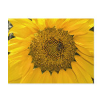 Sweet Sun Postcard