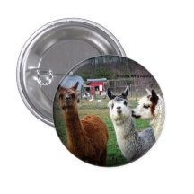 Sweet Suri Alpacas of Wonder Pinback Button