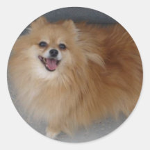 Sweet Sushi - Pomeranian Stickers