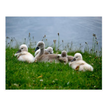 Sweet Swan Babies - Postcard