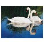 SWEET SWANS flyers
