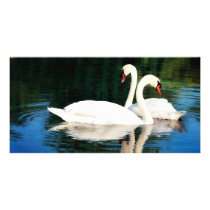 SWEET SWANS photo cards