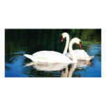 SWEET SWANS PHOTO GREETING CARD