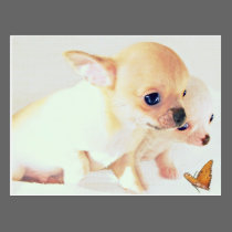 Sweet wee puppies postcard postcards