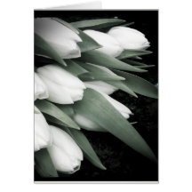 Sweet White Tulip Blank Greeting Card