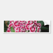 Sweet William Flowers Bumper Sticker