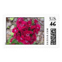 Sweet William postage