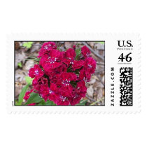 Sweet William postage