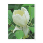 magnolia, sweetbay magnolia, magnolia flower,
