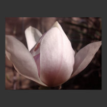 Sweetened Magnolia Fine Art Print posters