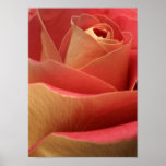 Sweetheart Rose posters