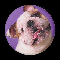 Sweetness is a Bulldog magnets