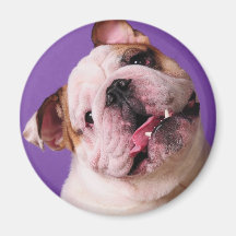 Sweetness is a Bulldog Magnet
