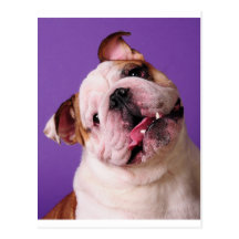 Sweetness is a Bulldog Post Card