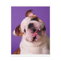 Sweetness is a Bulldog Post Card