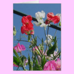 Sweetpeas Note Card cards