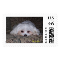 SweetSugar postage