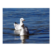 swim postcard