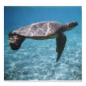 Swim with the turtle Poster posters