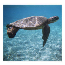 Swim with the turtle Poster posters by dlgray Swim with the turtle Poster posters