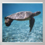 Swim with the turtle Poster posters