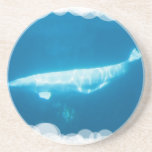 Swimming Beluga Whales Coaster