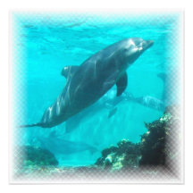Swimming Dolphin Invitation
