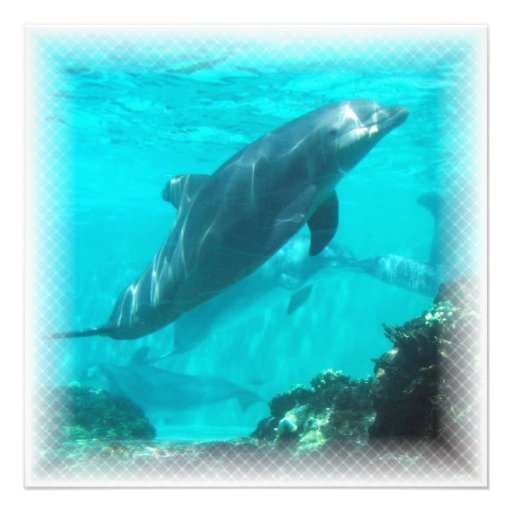 Swimming Dolphin Invitation