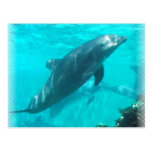 Swimming Dolphin Postcard