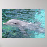 Swimming Dolphin Poster