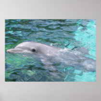 Swimming Dolphin posters