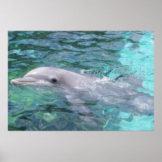 Swimming Dolphin print