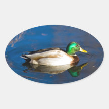 Swimming Duck Oval Stickers
