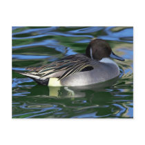 Swimming Duck postcards by lifesphere Swimming Duck postcards