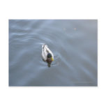 Swimming Duck Post Card
