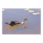 Swimming Duck Poster Swimming Duck Poster