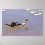Swimming Duck Poster