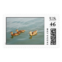 Swimming Ducks postage