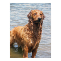 Swimming Golden Retriever posters by PhotoPatch Swimming Golden Retriever posters